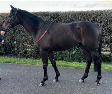 UNITER (GB), owned by Paddock To Pub Racing